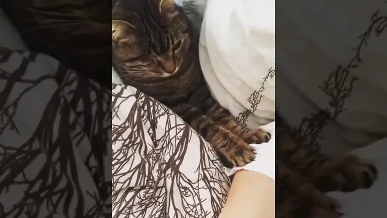 PLAYING CAT VIDEO MEAWWW