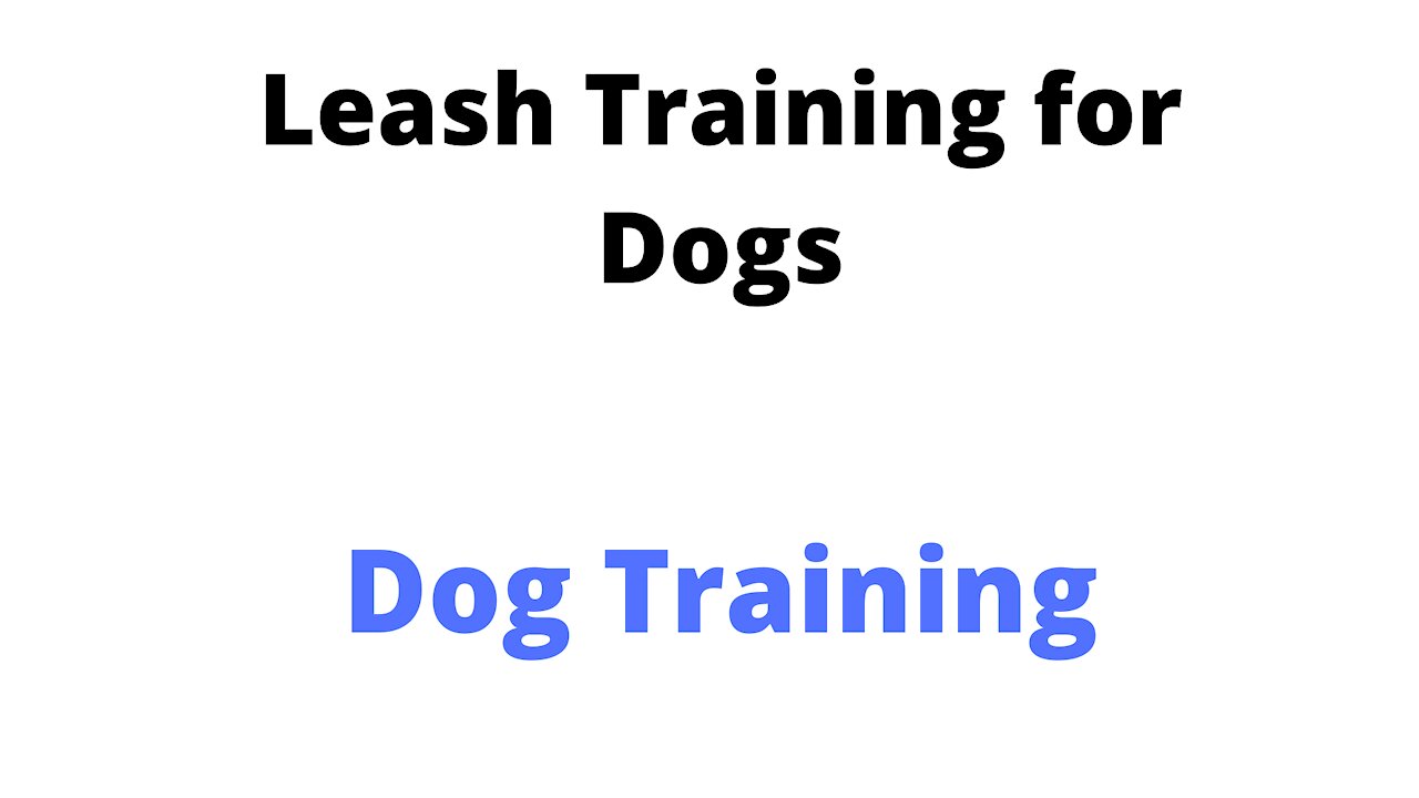 Teach Any Dog to Walk on a Leash