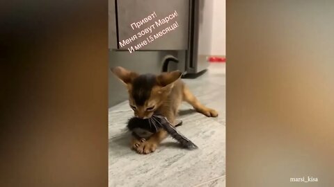 Sweetie! So many adorable kittens videos for your good mood