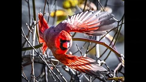 Cardinal In Flight