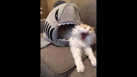 Funny cats 2021 😺 cute cats and kittens video compilation😹Try no to laugh or Grin