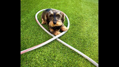 A hose can be used to pet a dog