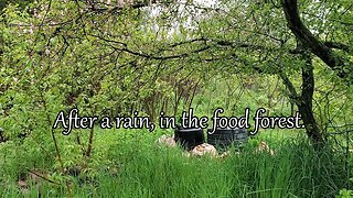 After a rain, In the Permacuture Food Forest Garden