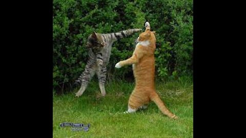 ufc cats