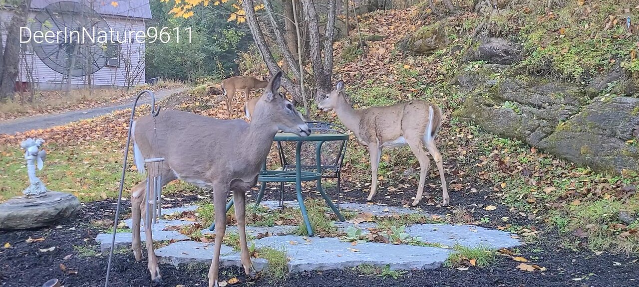 The deer feel safe on my property