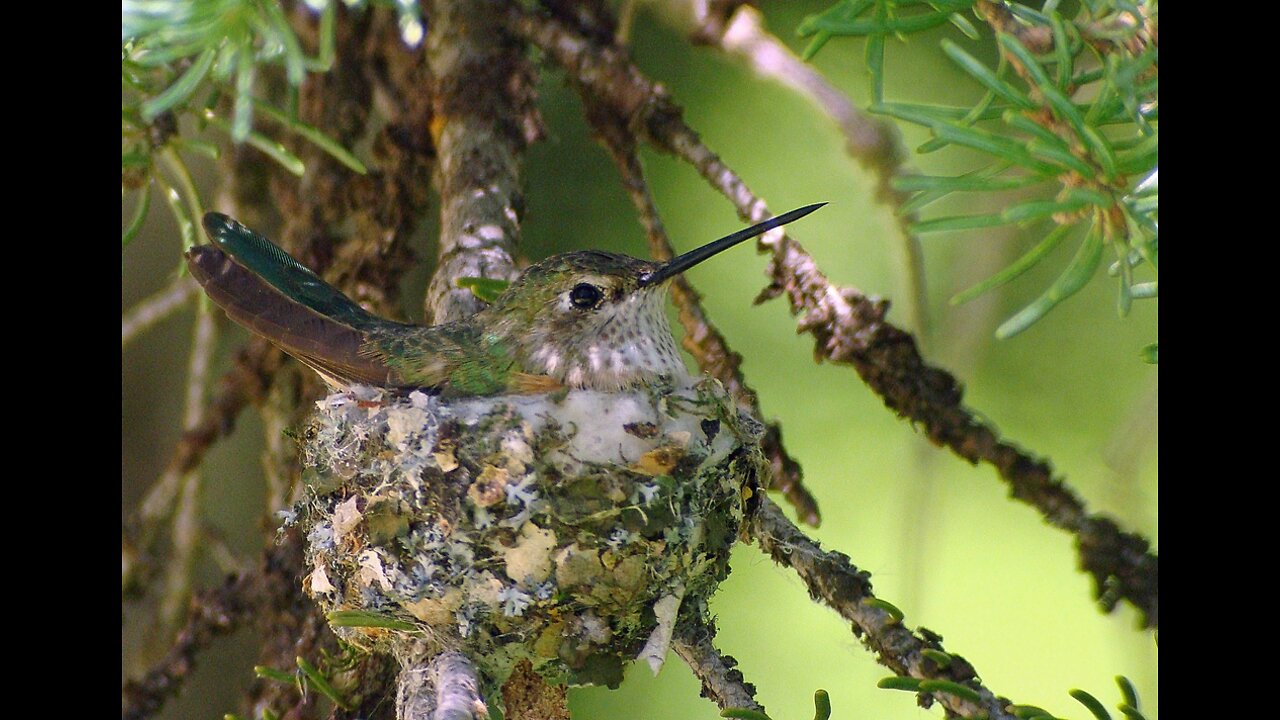 How do birds make their nests