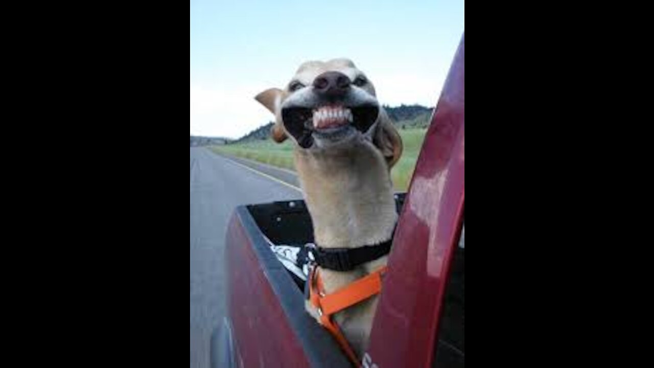 Cute AND BEAUTIOFUL animals video