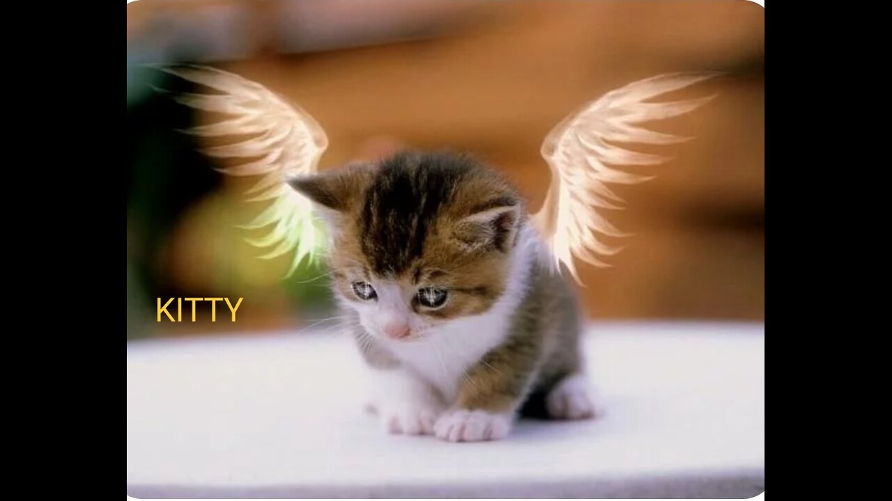 Cute and delicious kittens