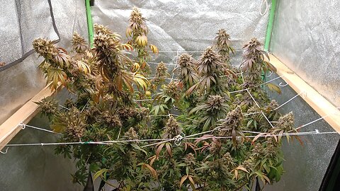 How To Grow Legal Marijuana! #Marijuana #homegrow #naturalmedicine