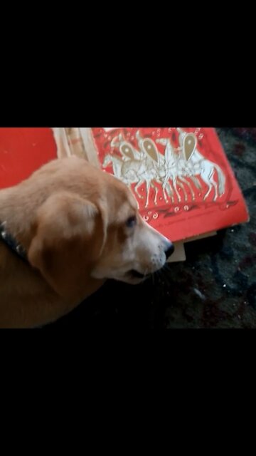 Puppy eating a book