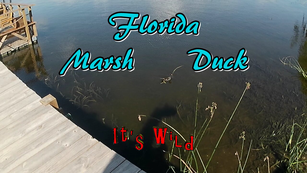 Florida Marsh Duck