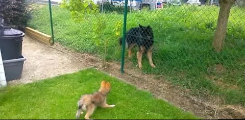 Little puppy meet big dog funny puppy dog video