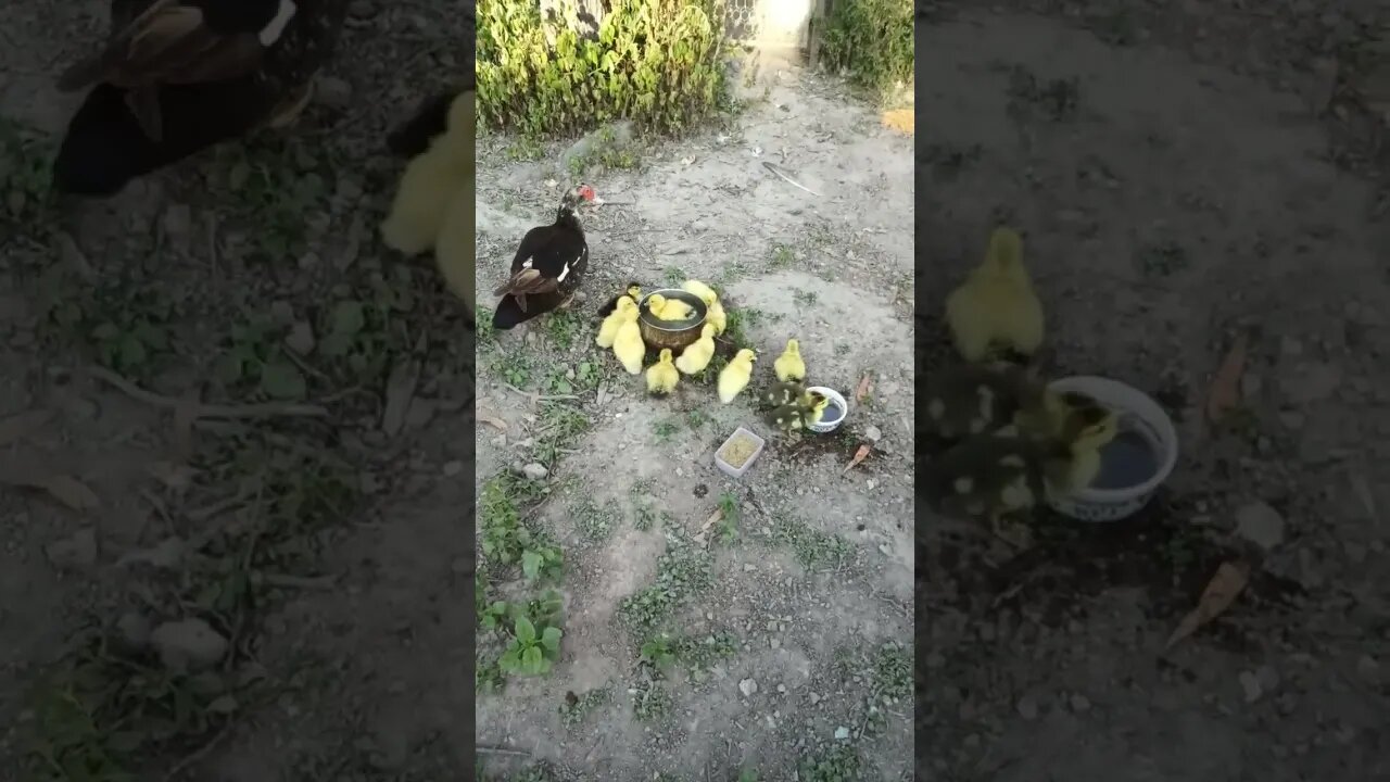 Muscovy ducklings playing in the water and eating