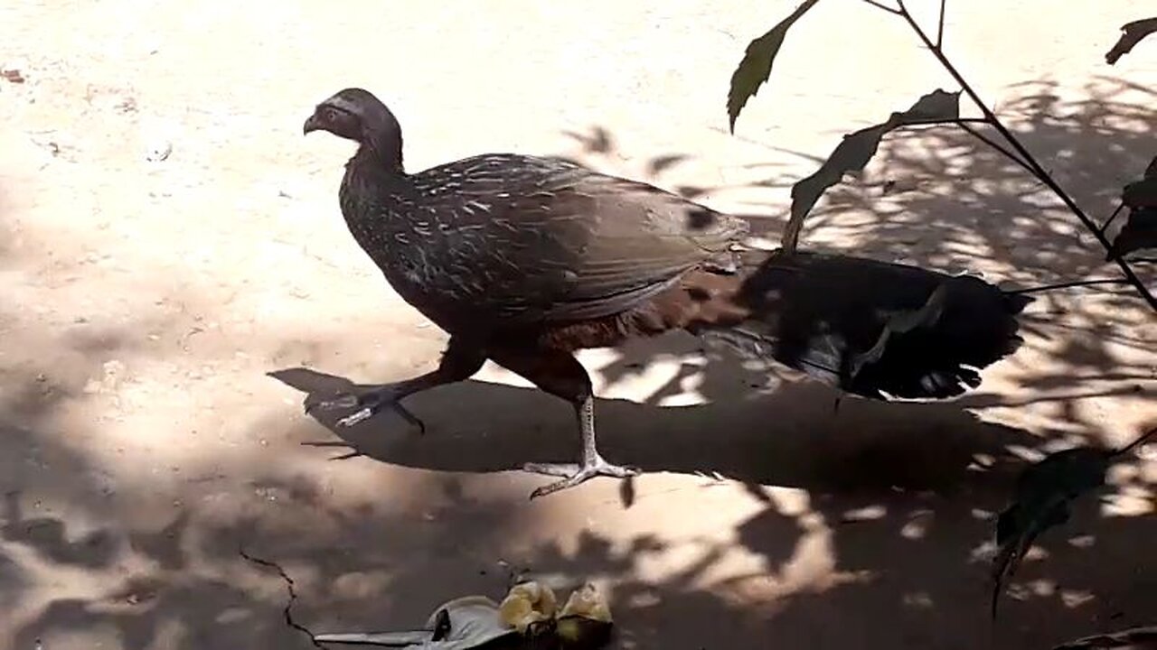 Jacu Caminhando na Terra: Um Passeio Tranquilo