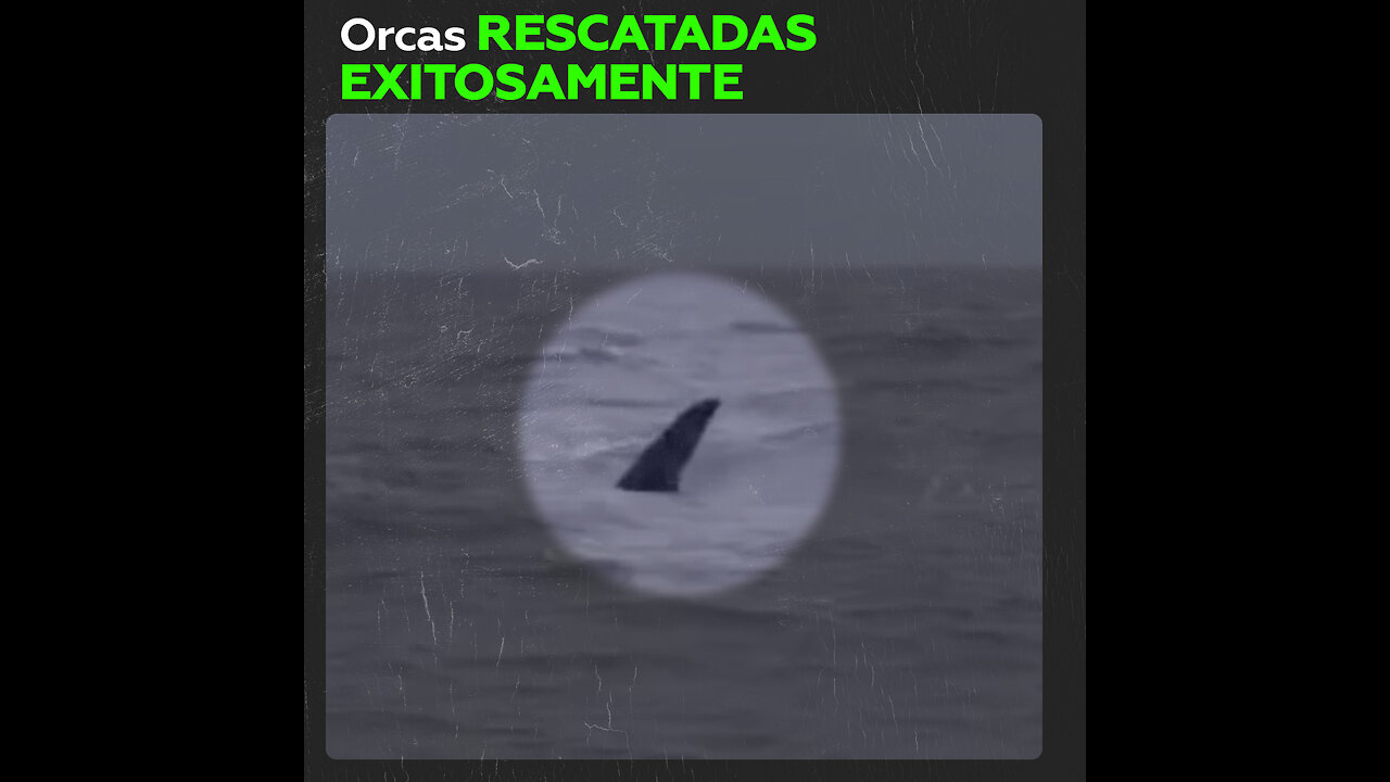 Final feliz de orcas rescatadas en Rusia