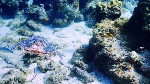 Swimming in Hawaii