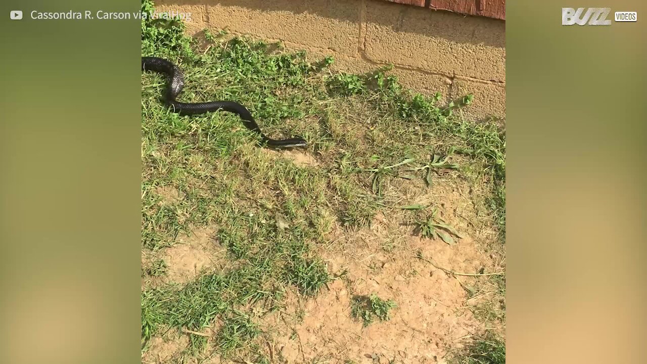 Cani lanciano un serpente sulla padrona per sbaglio