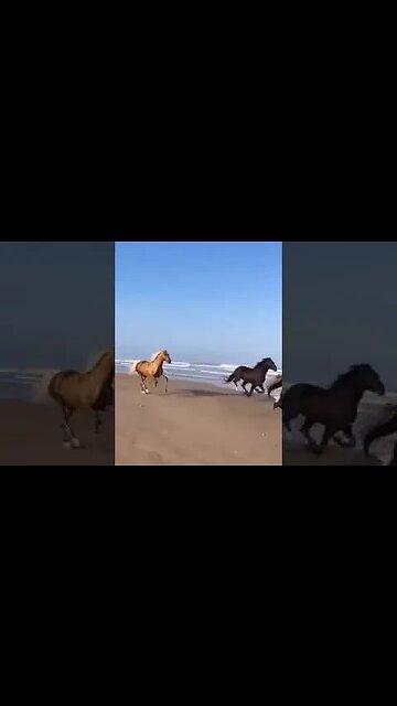 what a beautiful sight. #ocean #beach #horse #ghost
