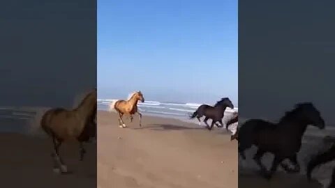 what a beautiful sight. #ocean #beach #horse #ghost