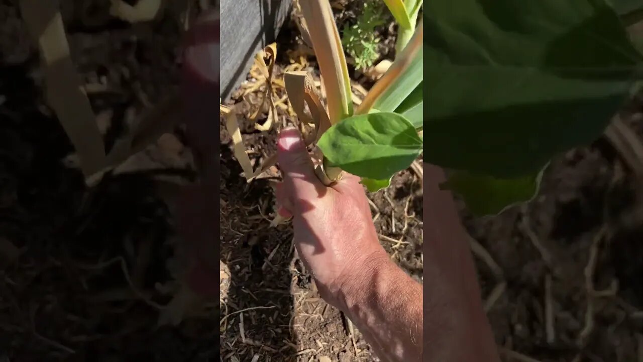 Garlic harvesting