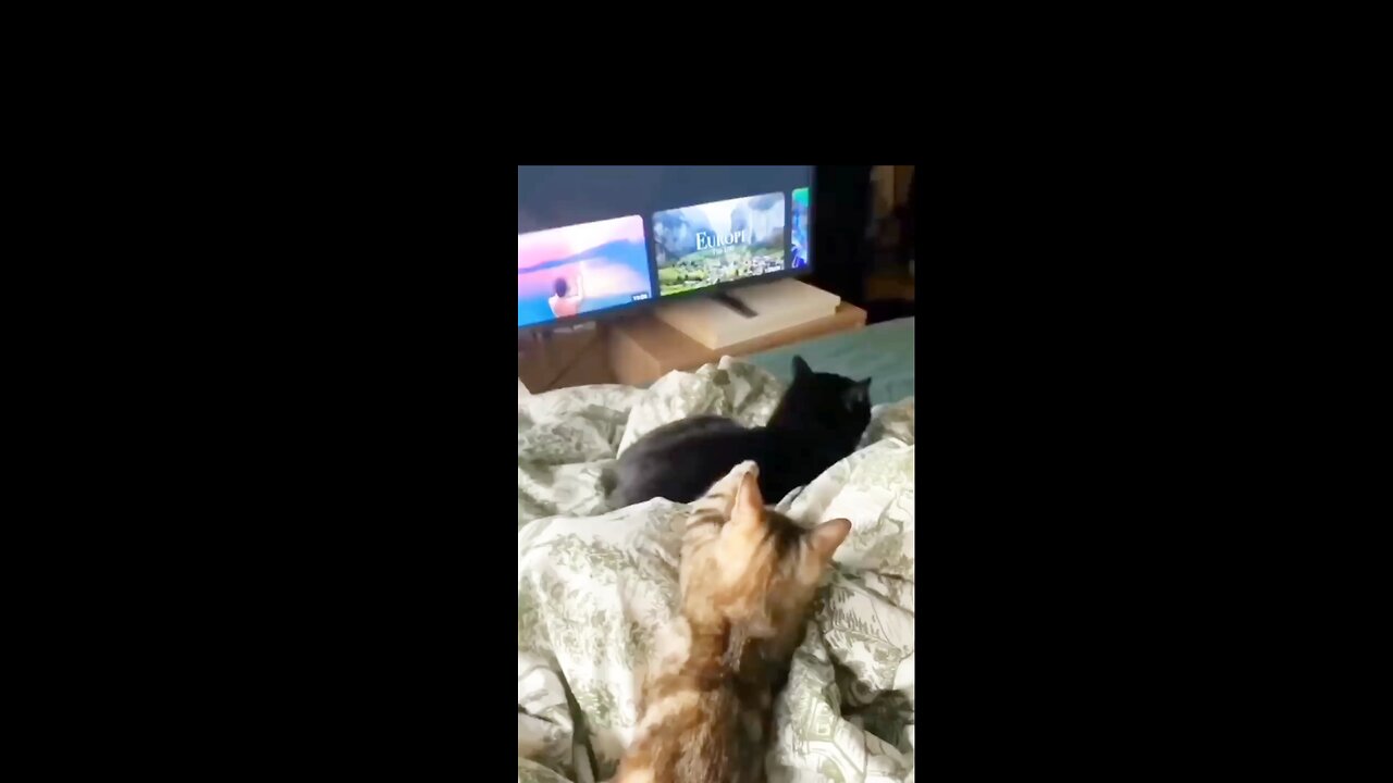 ANIMAL COMEDY VIDEO ANIMAL COMEDY VIDEO