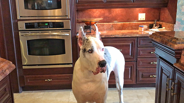 Great Dane Is Not Happy At All About Late Dinner