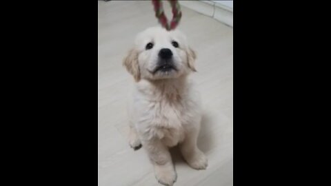 Baby Golden Retriever bbozzi