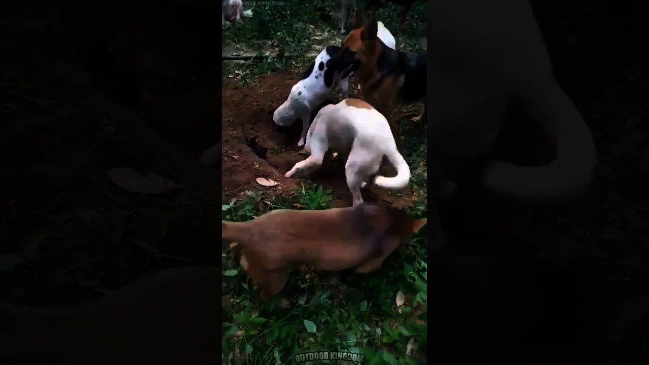 Cachorros enterrando o amigo - Ate os animais tem sentimento