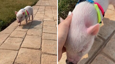 This Pig Loves her Voice More Than His Mom