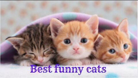 Best funny cates