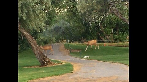 Deer-thirty when a 3-point shooter runs across the green. This is a par 5 pal!