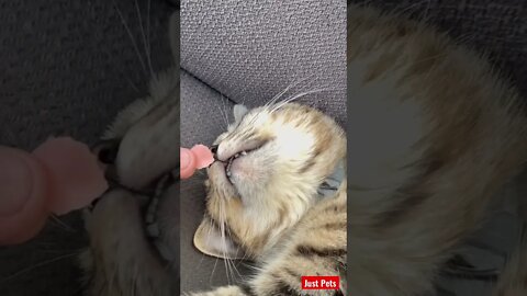 Funny Cat reacts to smell #shorts #tiktok #cute #funnyanimals