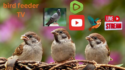 Bird feeder TV live stream