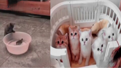 Baby Cats - Cute and Funny Baby Cat Videos Compilation #7|Funny Live