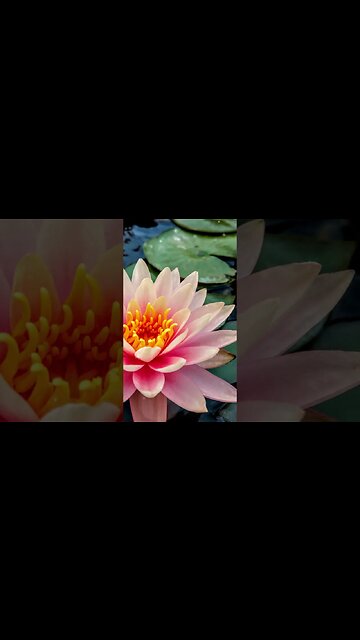 1 Minute Meditation I'M GRATEFUL FOR MY STRENGTHS #shorts #youtubeshorts #1minutemeditation #zen