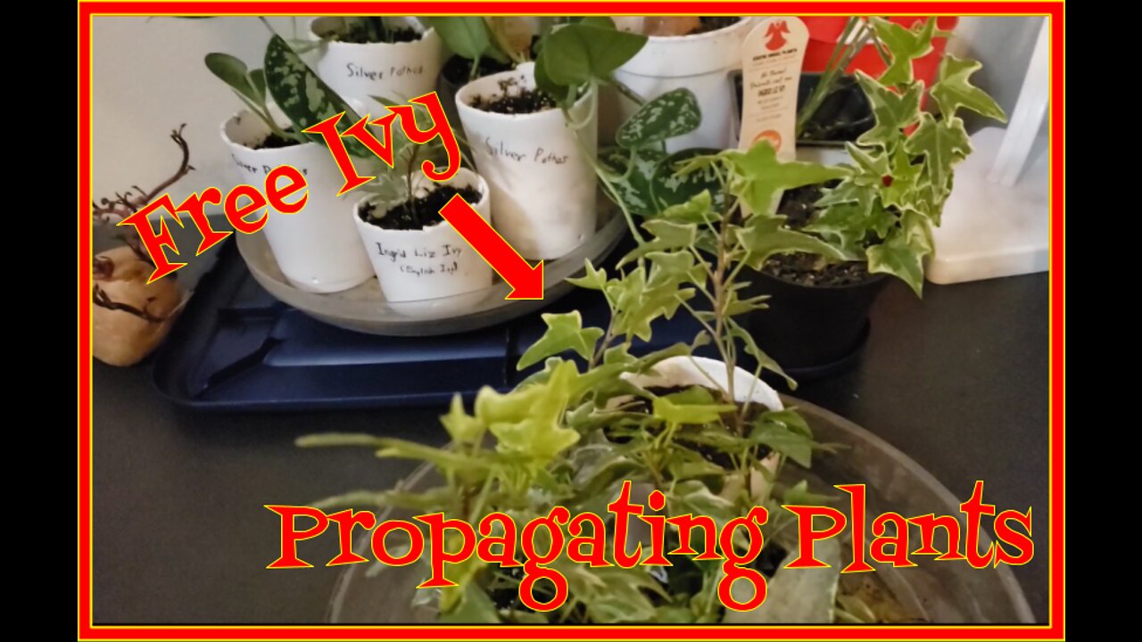 How to Propagate Ivy (All Varieties)