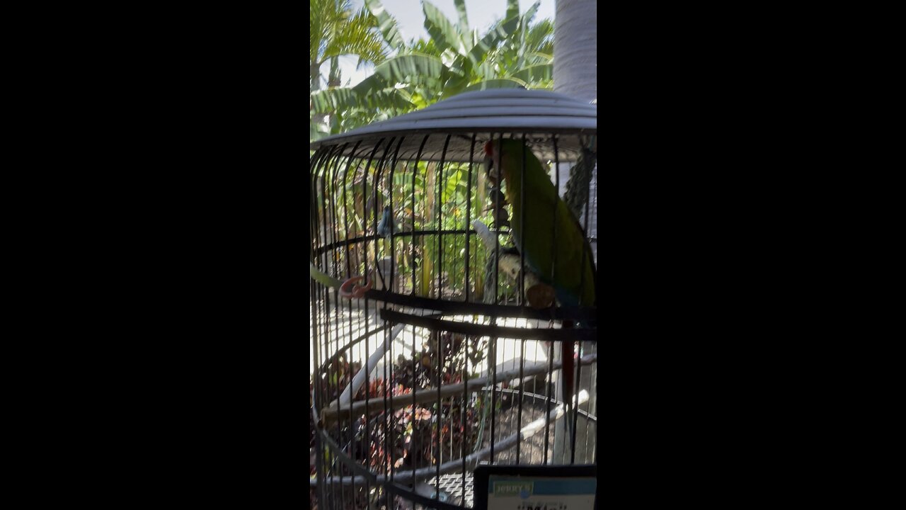 Meet Mia The Military Macaw From South America 4K