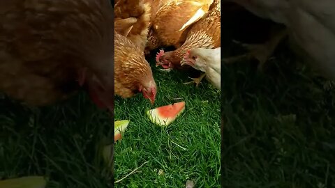 #chickens #freerange #layers #homesteading #homesteadlife #farm #farmlife #farmanimals