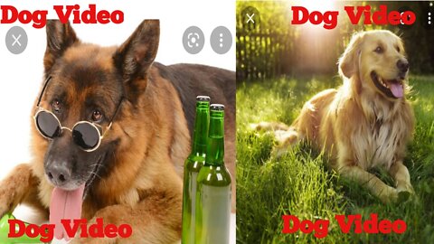 Dog video.Simple Dog playing video.Dog training video.