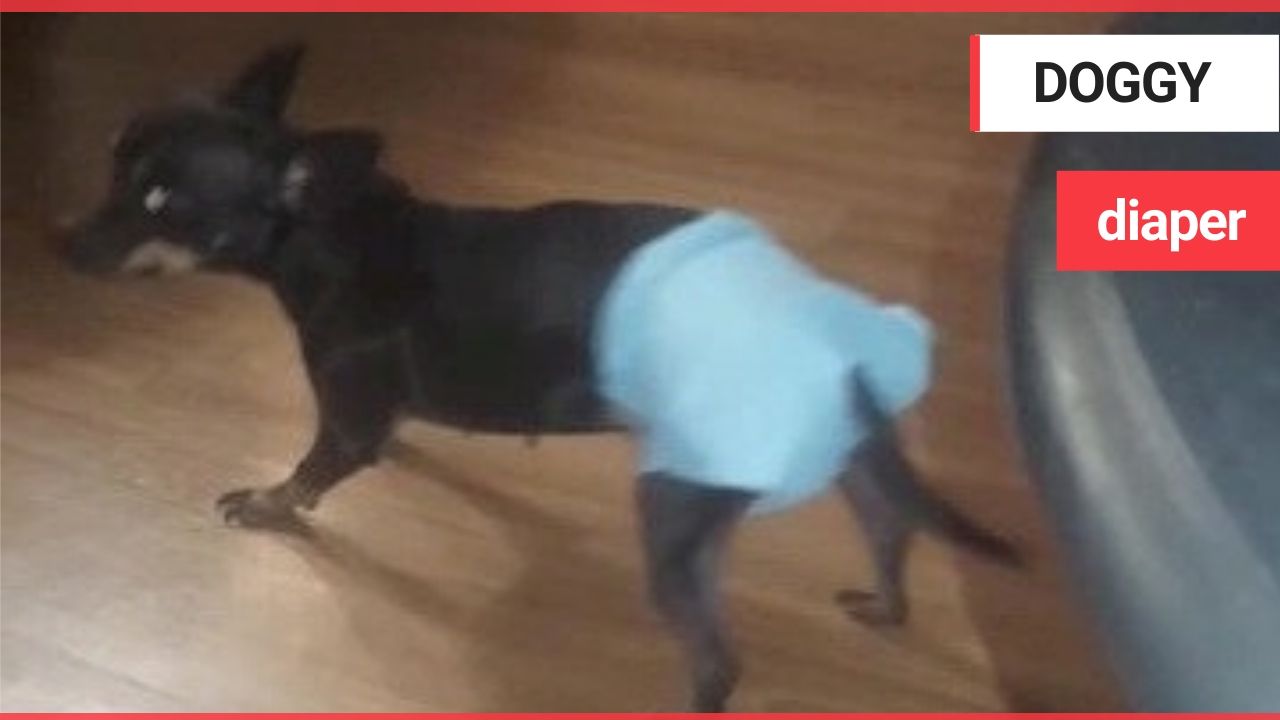 Dog wears nappy for the first time - doesn't like it