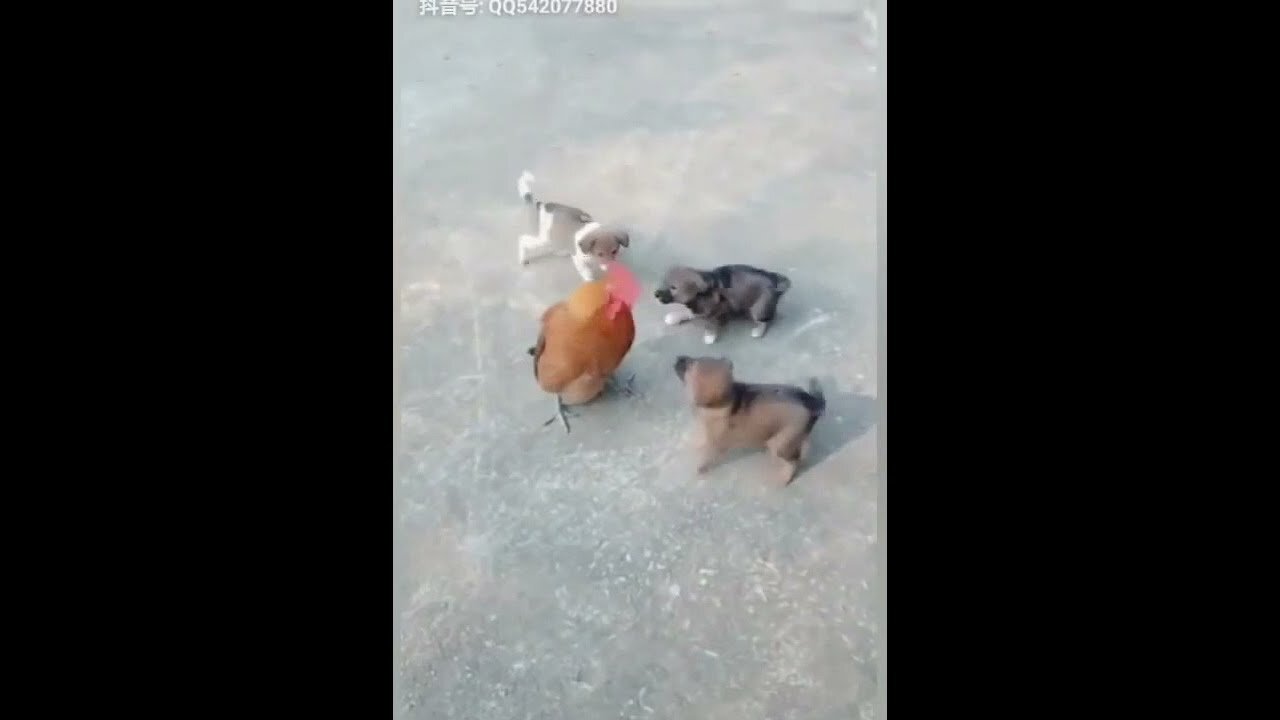 Chicken Vs Dog -- Funny Dog Fight Videos Compilation