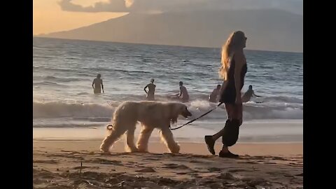 Dog spotting - Spotted a majestic beast in a majestic land