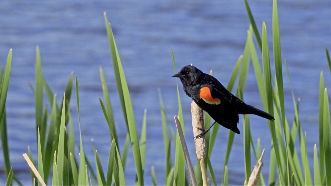 "Feathers and Flight: The Extraordinary Journey of Birds"