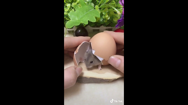 mouse born of eggs- funny video