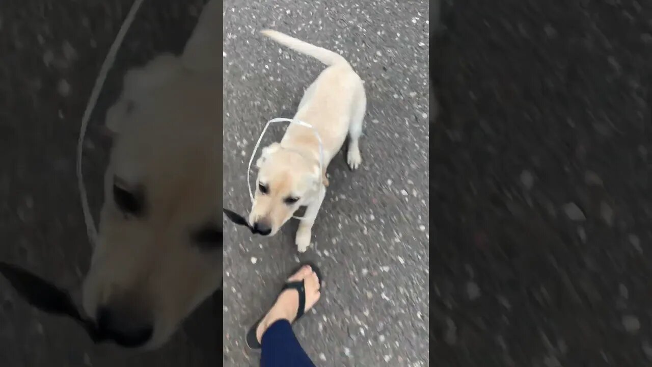 Puppy problems part 3: carrying around random pieces of trash #shorts #animals