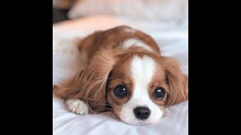 Cute Animals and their compilations💖💖.