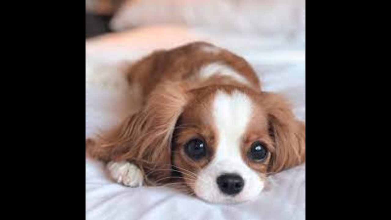 Cute Animals and their compilationsđź’–đź’–.