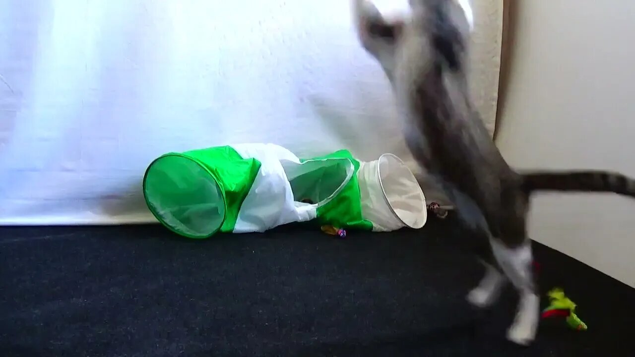 Agile Cat Hunts the Toy
