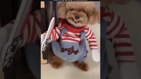 FANTASIA PARA CACHORRO