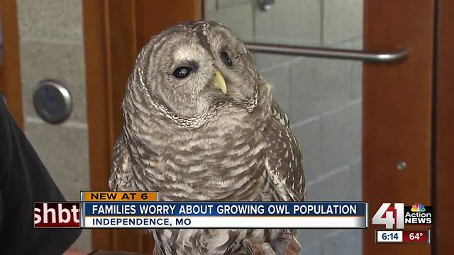 Some concerned about increased owl sightings in Independence
